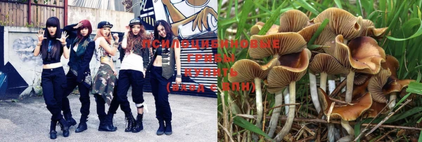 PSILOCYBIN Елизово